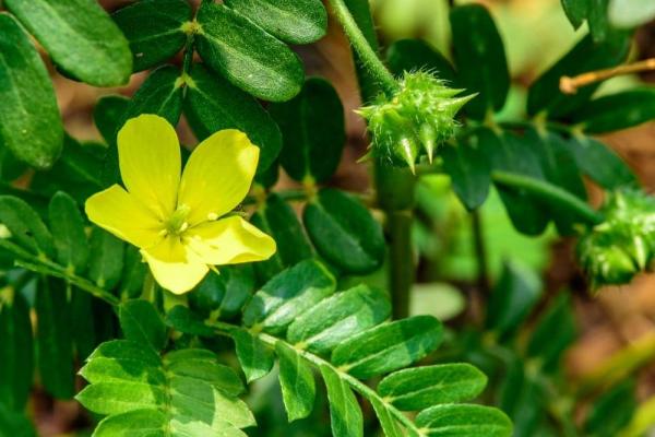 Tribulus terrestris contre l azoospermie