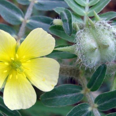 Tribulus terrestris est pour la fertilite masculine