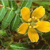 Tribulus terrestris