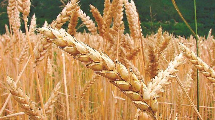 6 alimentos para tratar el SOP de forma natural