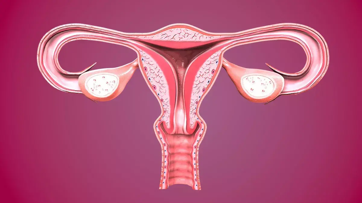 Uterus 1