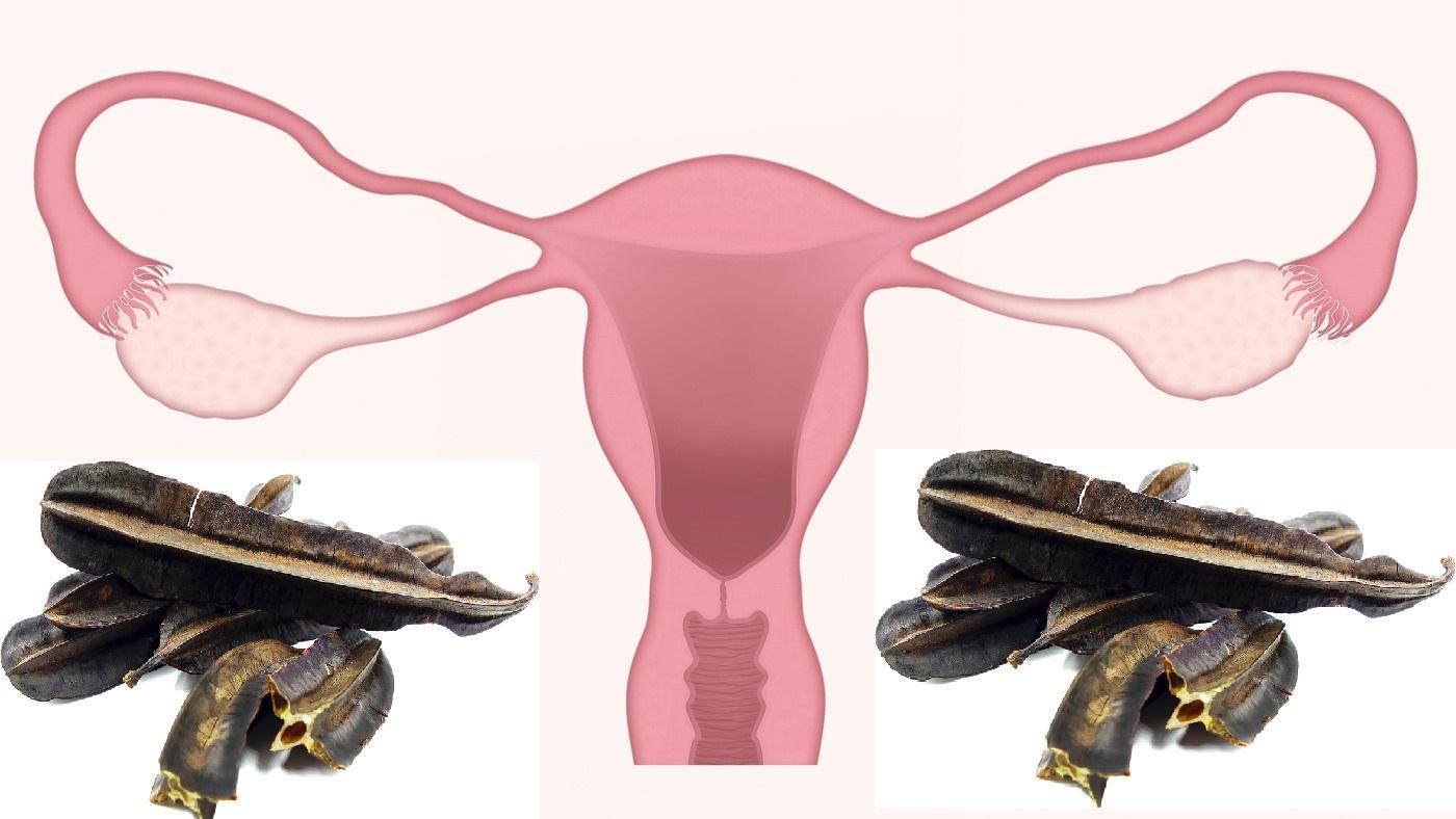 Uterus et 4 cotes