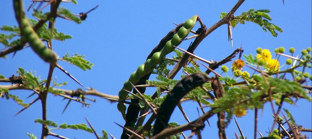 Vachellia nilotica