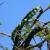 Hydrocèle et le gommier rouge (Vachellia nilotica): remède naturel