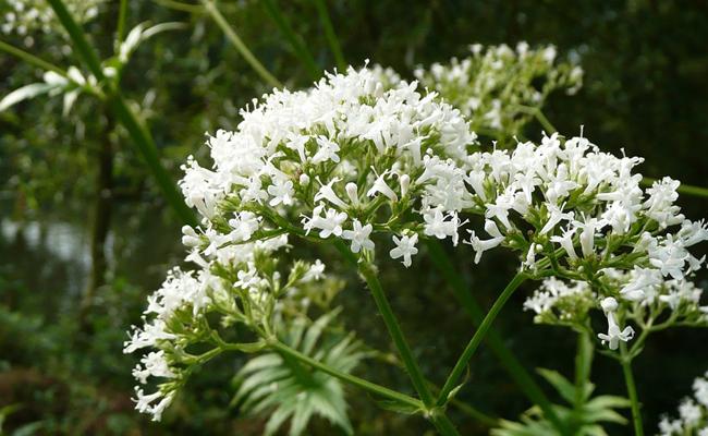 Valeriane officinale