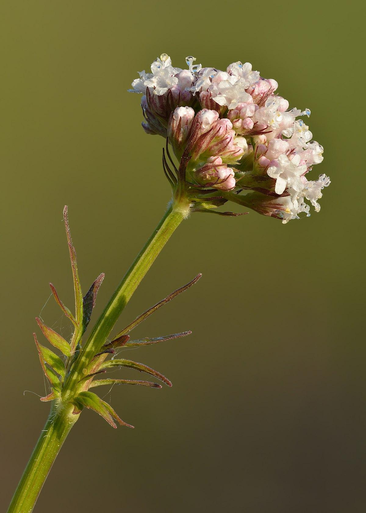 Valeriane officinale1