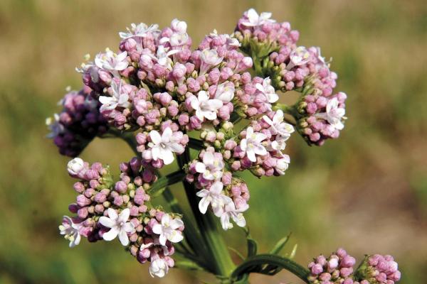 Valeriane valeriana officinalis 1