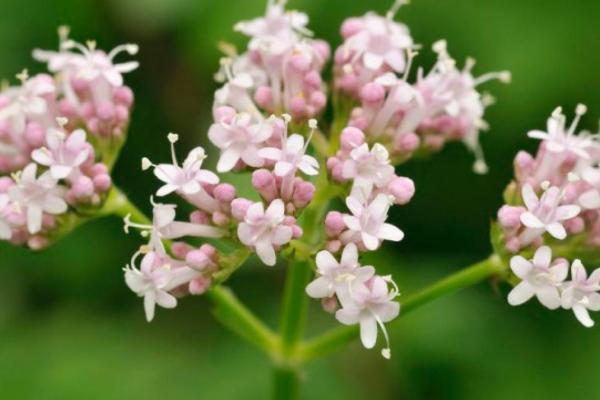 Valeriane valeriana officinalis