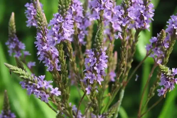 Verveine officinale