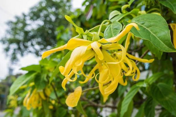 Ylang ylang cananga odorata